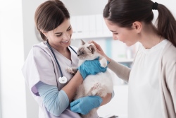 Houston veterinary accountant