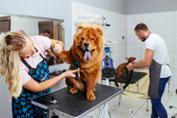 Accounting for Pet Groomers