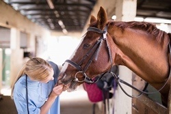 farm vet accounting
