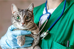 veterinary practice formation Houston