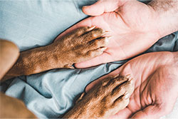 tax coaching for veterinarians
